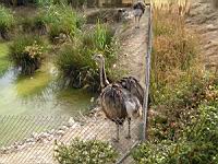 Nandou gris, Rhea americana (Photo F. Mrugala) (1)